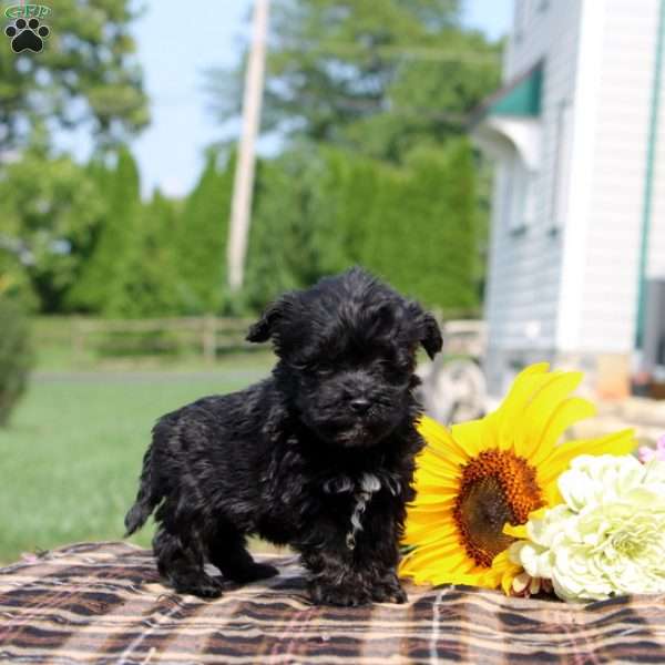 Kadence, Maltipoo Puppy